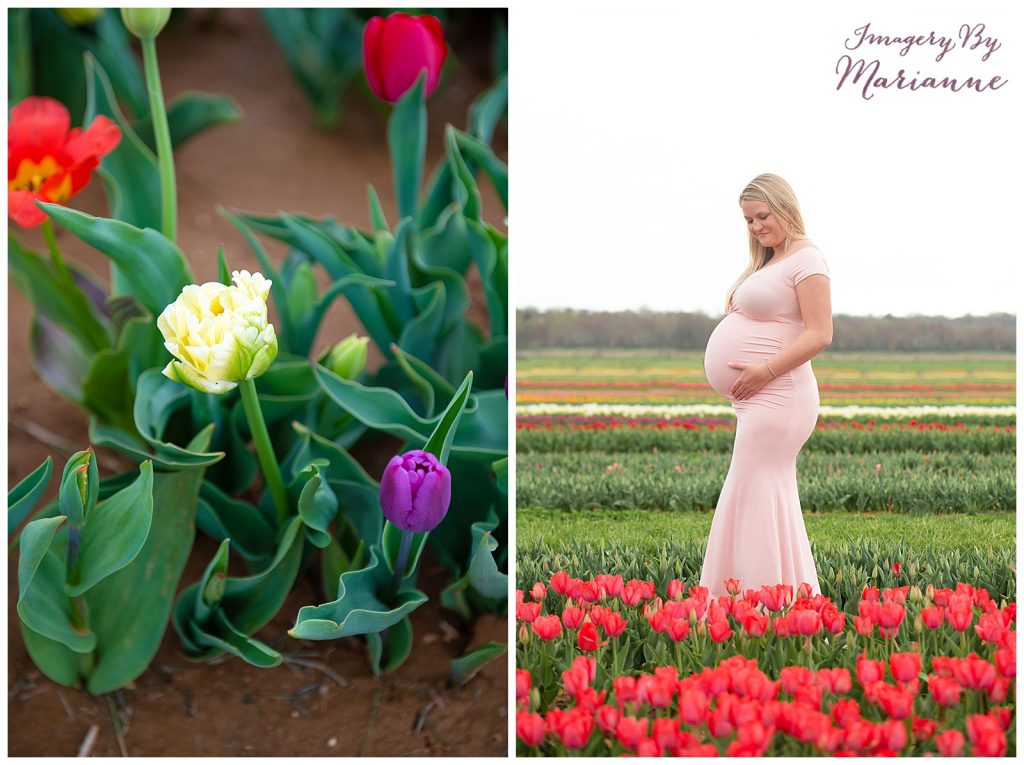 spring-tulip-farm-maternity-session-central-new-jersey-pregnancy-photographer-imagery-by-marianne_0000